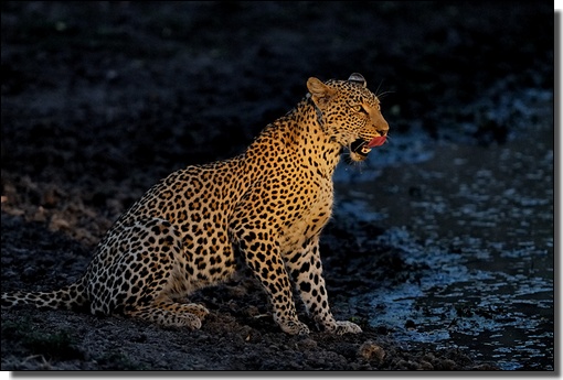 La photo du mois - Léopard femelle (Karula) - Sabi Sand - Afrique du Sud