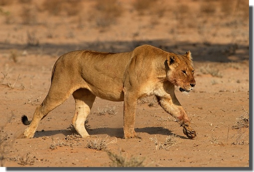 Lionne - Kgalagadi Transfrontier Park - Afrique du Sud